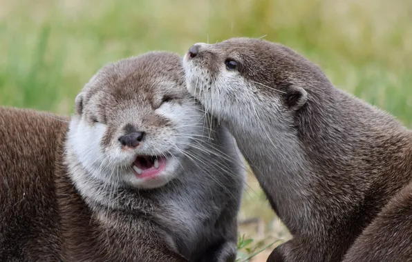 Picture love, background, two, otters