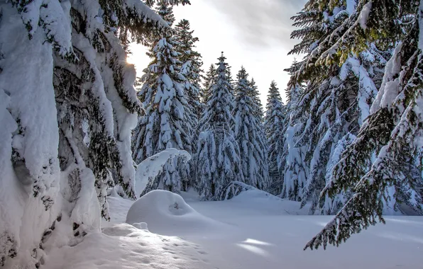 Picture winter, snow, trees, landscape, nature, ate, Bayern