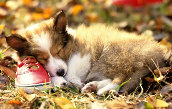 Sleep, puppy, Shoes