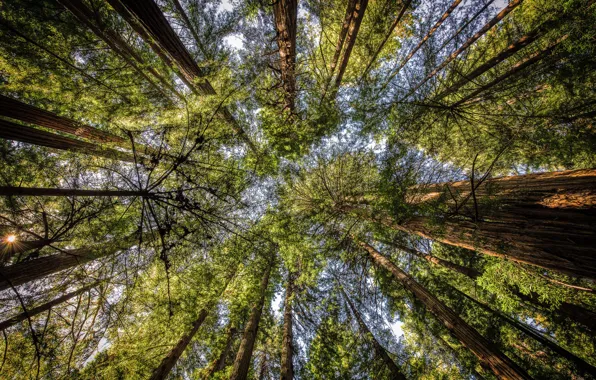 The sky, trees, trunk, crown