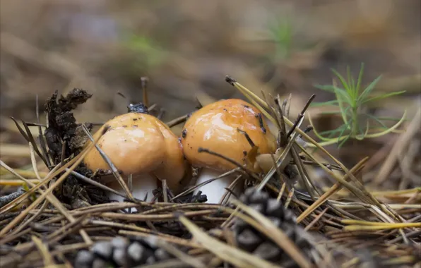 Autumn, mushrooms, dampness