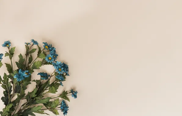Flowers, background, bouquet, Chrysanthemum