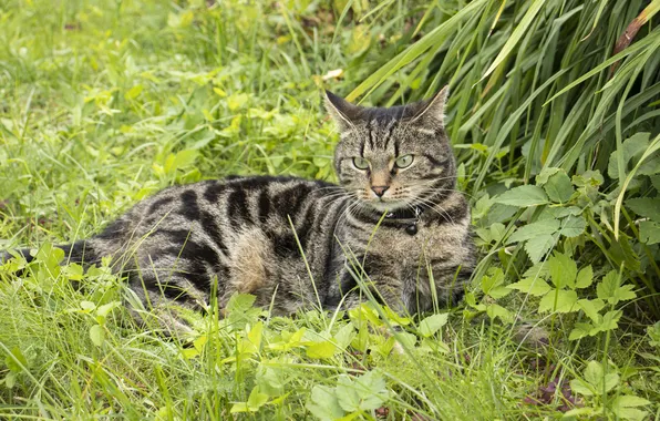 Nature, Cat, Archanicum, Chucha, Canon 200D