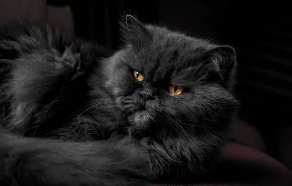 Cat, cat, animal, pet