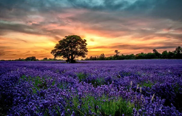 Picture Sunset, flowers, Scenery, Lavender, Field