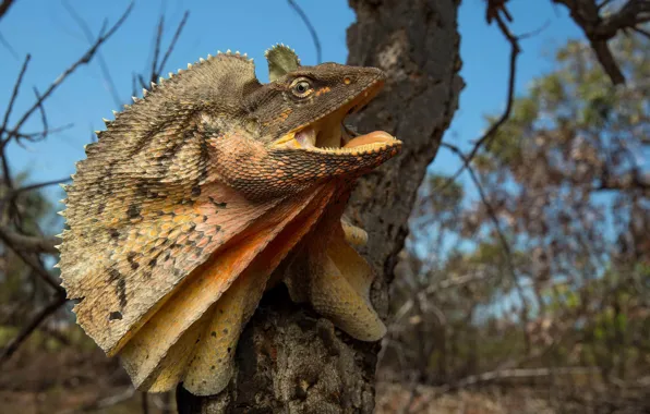 Nature, background, lizard