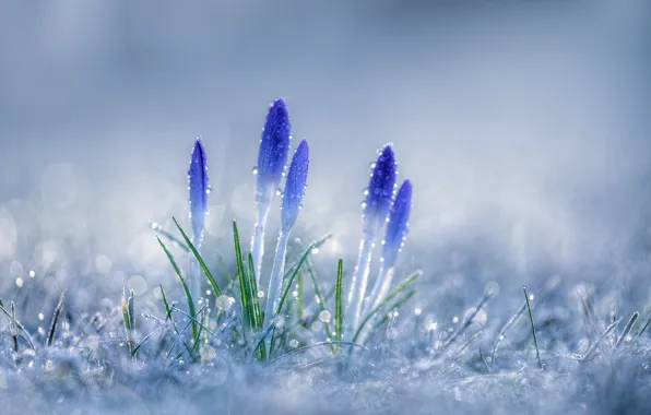 Picture frost, grass, drops, macro, flowers, bokeh