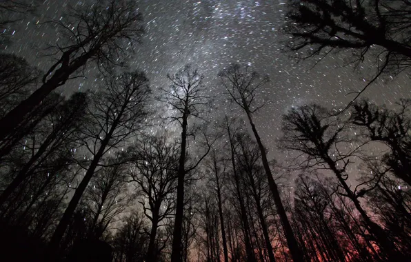 Night, Forest, Constellation