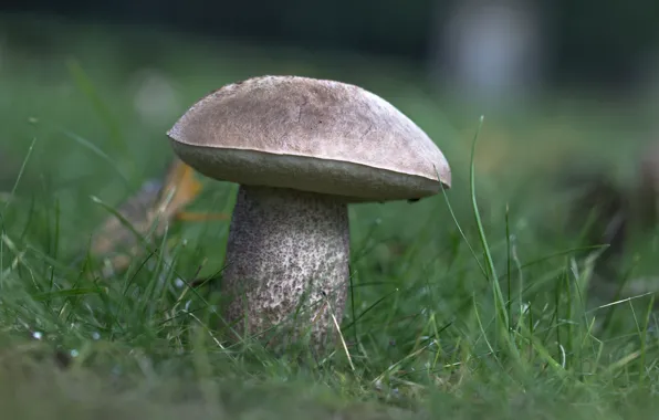 Autumn, forest, grass, nature, boletus