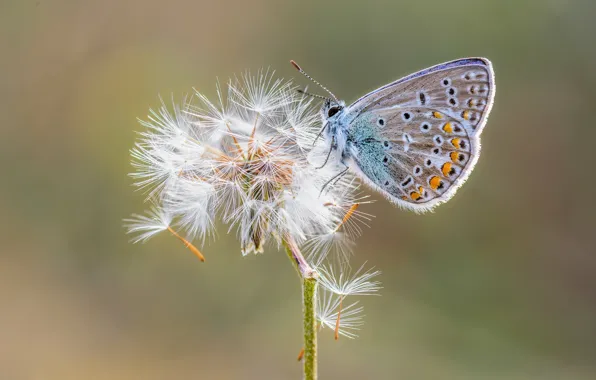 Picture dandelion, butterfly, Polyommatus