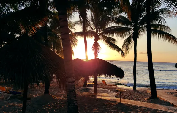 Beach, palm trees, the ocean, exotic, beach, sunset, Dominican Republic