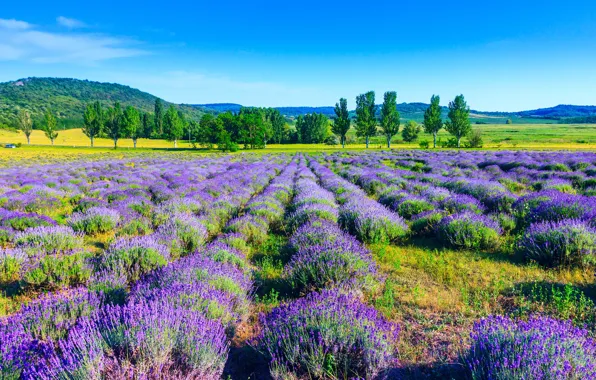 Field, trees, nature, trees, field, nature, lavender, lavender