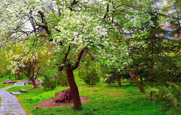 Picture Nature, Spring, Park, Nature, Park, Spring, Flowering, Flowering