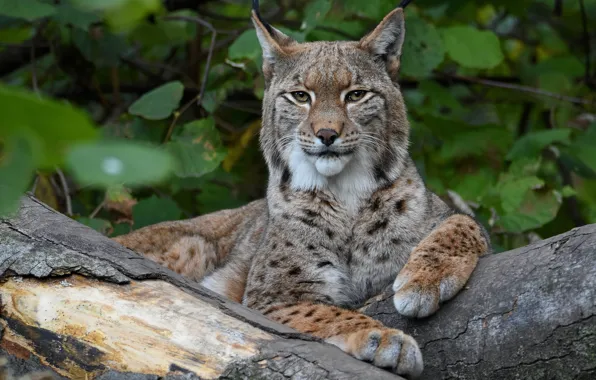 Picture look, face, portrait, paws, lies, log, lynx