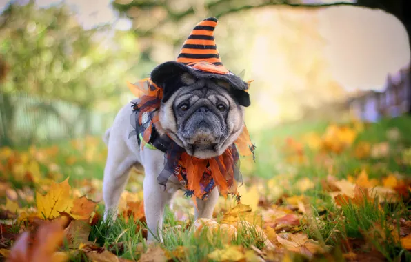 Autumn, nature, dog, pug, cap