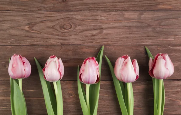 Flowers, tulips, pink, wood, pink, flowers, beautiful, tulips