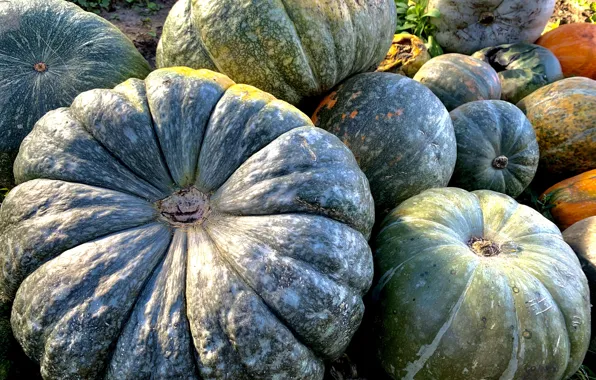 Autumn, Pumpkin, Food, Harvest, vintage Wallpaper
