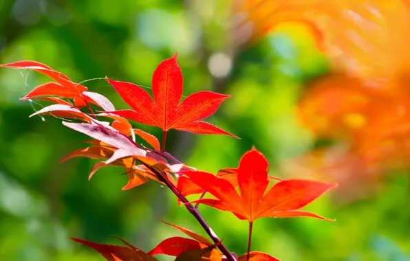 Leaves, background, branch, red, maple, Japanese