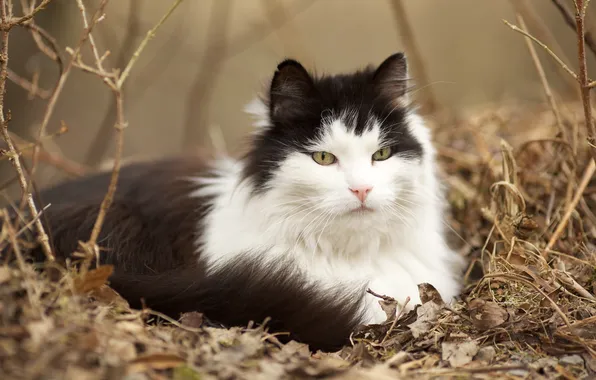 Cat, wool, face