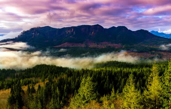 Forest, trees, landscape, mountains, fog, USA, Oregon