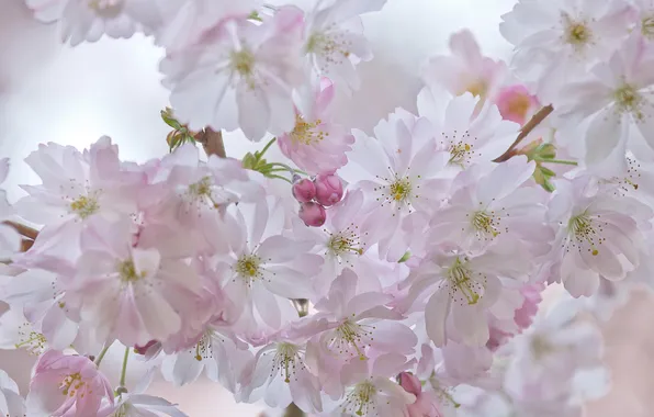 Picture flowers, cherry, spring, Sakura, inflorescence