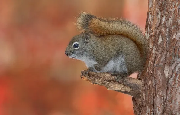Pose, background, tree, protein, grey, sitting, on the tree, bitches