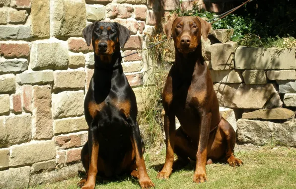 Picture black, brown, breed, German, Dobermans