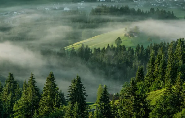 Trees, fog, morning, Austria, Alps, Austria, Alps, Tyrol