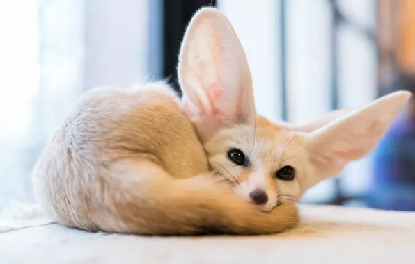 Eyes, Fox, fox, Fenech, Fennec