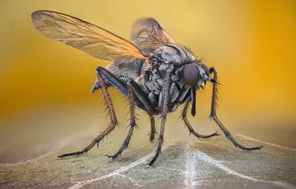 Legs, wings, fly, leaf