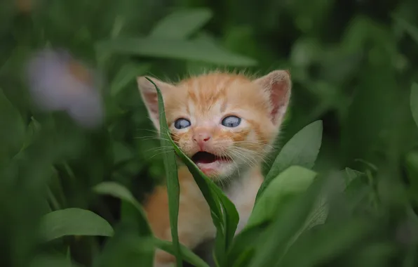 Greens, cat, summer, look, leaves, nature, pose, kitty