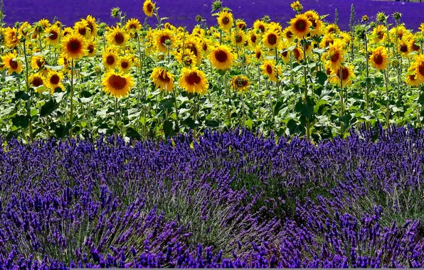 Field, summer, sunflower, lavender