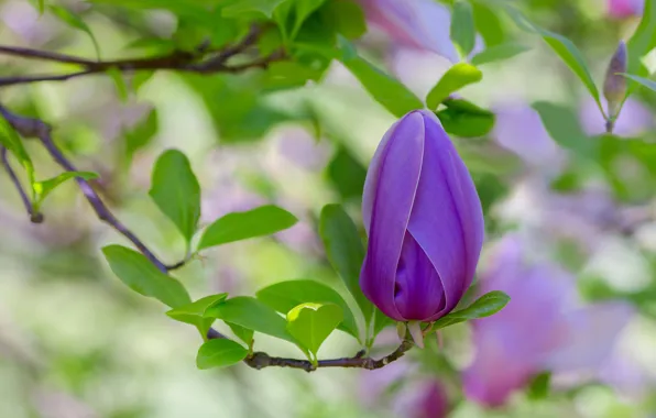 Greens, leaves, flowers, branches, blur, spring, buds, flowering