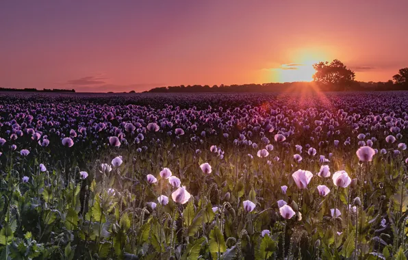 The sun, sunset, flowers, Maki, the evening, a lot, lilac, poppy field