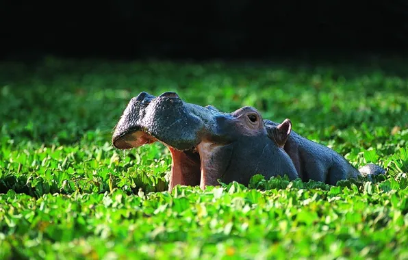 Vegetation, bathing, pond, or the hippopotamus (Hippopotamus amphibius), Common Hippo