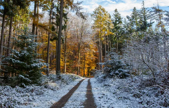 Picture winter, frost, road, autumn, forest, the sky, snow, trees