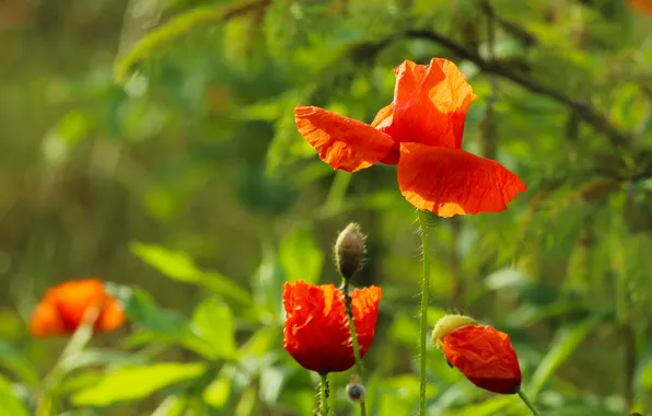 Red, flower, poppy