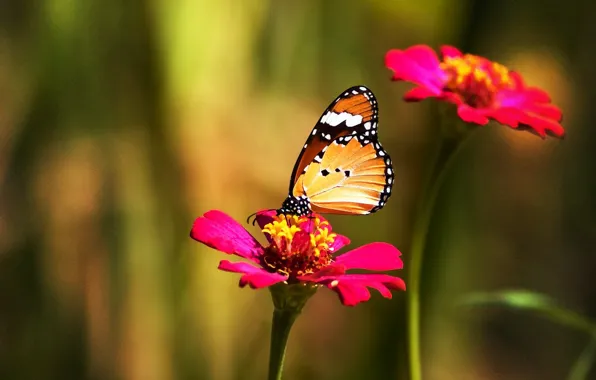 Picture flower, color, Butterfly