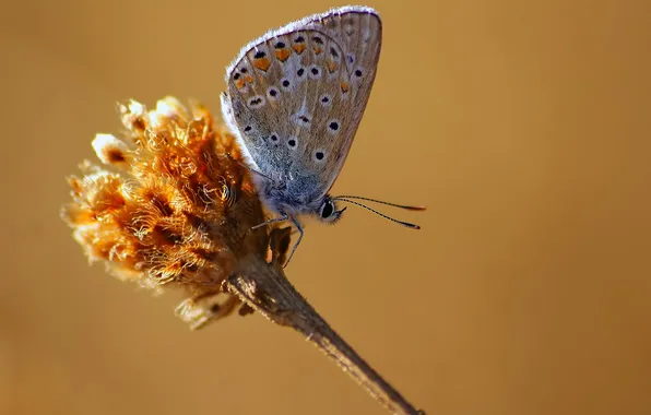 Picture butterfly, stem, insect