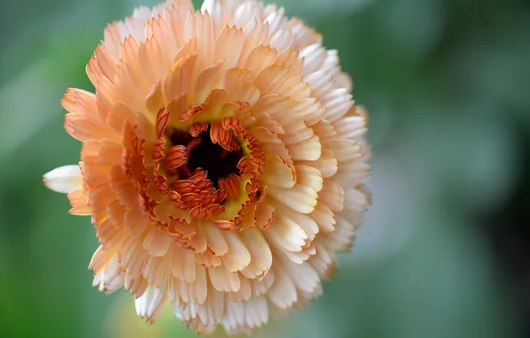 Picture flower, macro, the view from the top, calendula