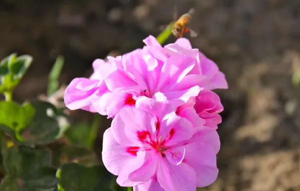 Macro, nature, bee, pink flowers