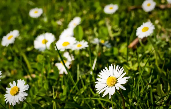 Grass, flowers, nature, chamomile