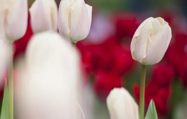Focus, blur, tulips, white, buds