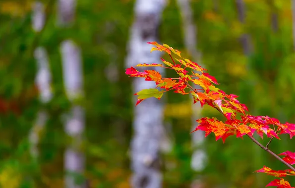Autumn, forest, leaves, branch, the crimson