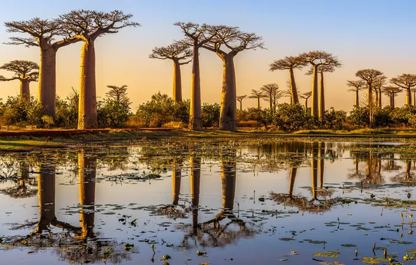 Sunset, pond, Sunset, the reflection in the water, Madagascar, Madagascar, Baobab Alley, Avenue Baobabs