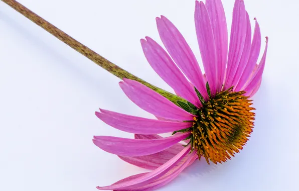 Flowers, petals, stem, Echinacea