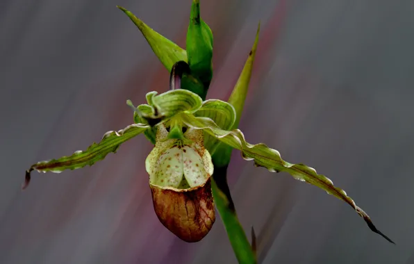 Picture flowers, nature, petals, exotic