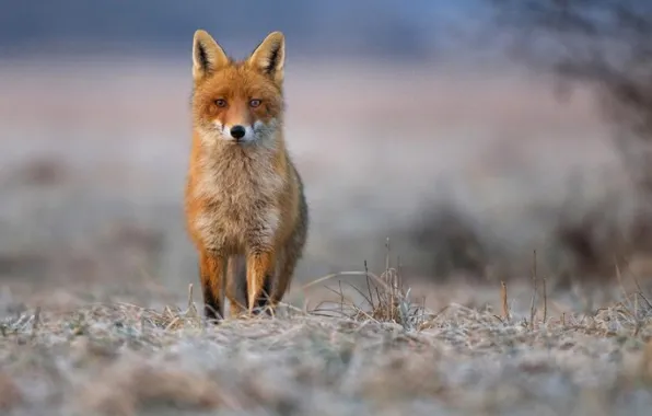 Picture fox, animal, wildlife