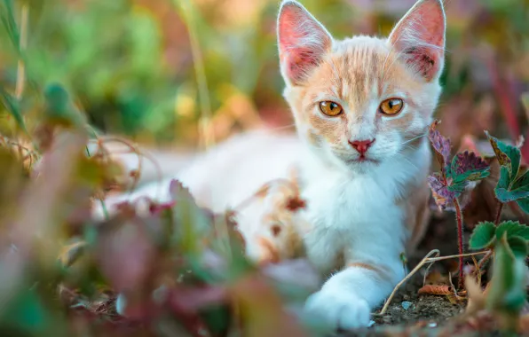 Cat, look, leaves, nature, kitty, blur, baby, red