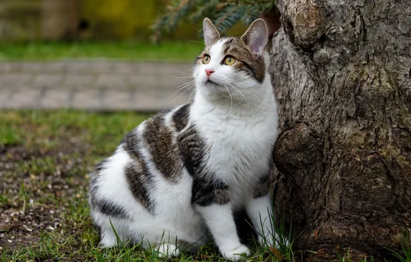 Cat, grass, cat, look, trees, nature, pose, glade
